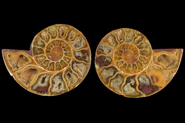 Cut & Polished, Agatized Ammonite Fossil (Pair)- Jurassic #110758